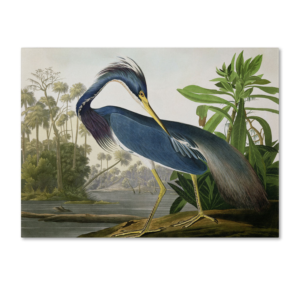 L'œuvre sur toile « Héron de Louisiane » de John James Audubon, créée par Curated Nomad.