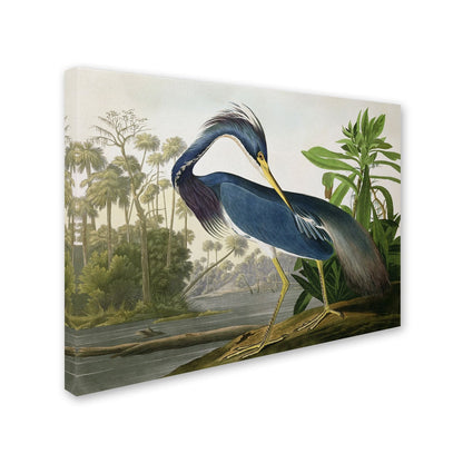 L'œuvre sur toile « Héron de Louisiane » de John James Audubon, créée par Curated Nomad.